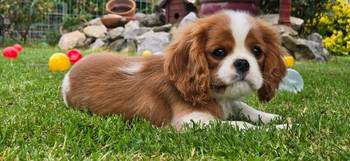 Cavalir king Charles spaniel štene vrhunskog kvaliteta