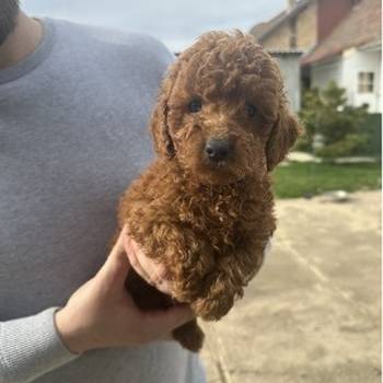 Mini crvene pudle!
