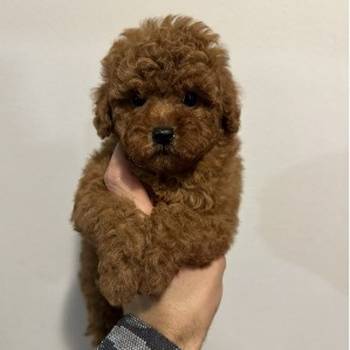 Mini crvene pudle!
