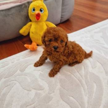 Toy pudle