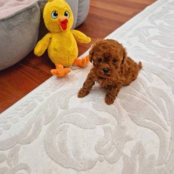 Toy pudle