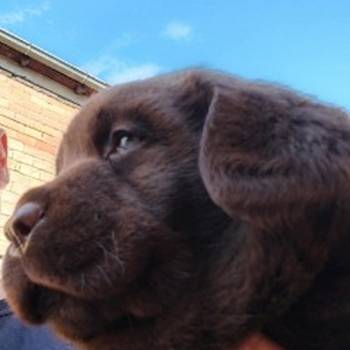 Čokoladni štenci labrador retrivera