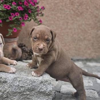 American Bully XL, Američki Buli štenci