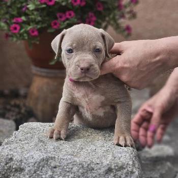 American Bully XL, Američki Buli štenci