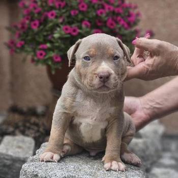 American Bully XL, Američki Buli štenci
