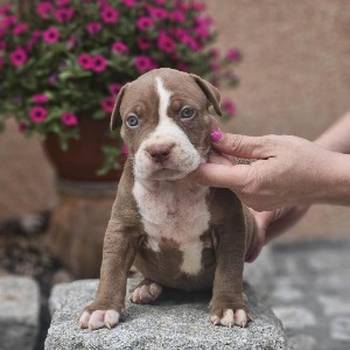American Bully XL, Američki Buli štenci