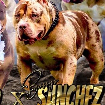 American Bully XL, Američki Buli štenci