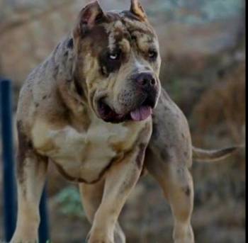 American Bully XL, Američki Buli štenci