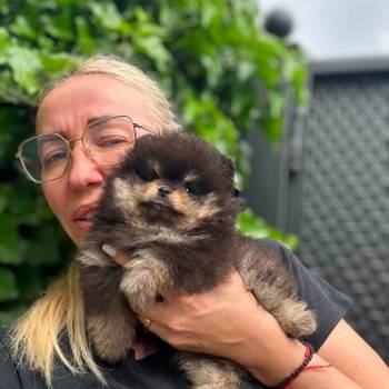 Odgaivacnica ekskluzivnih pomeranaca i pudli