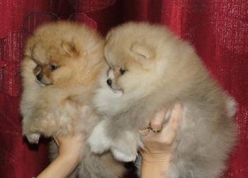 Pomeranac / Pomeranian / Boo štenci
