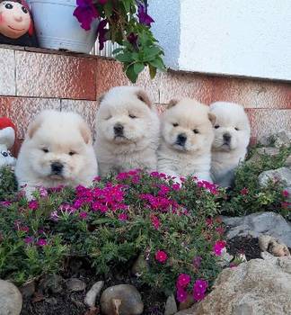 Cau Cau Chow Chow