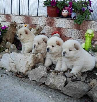 Cau Cau Chow Chow