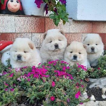 Cau Cau Chow Chow