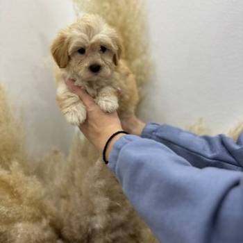 Maltipoo vrhunske genetike