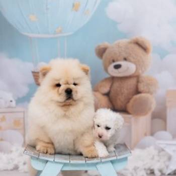 CHOW CHOW zensko stene