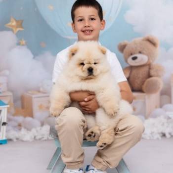CHOW CHOW zensko stene
