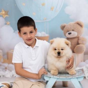 CHOW CHOW zensko stene