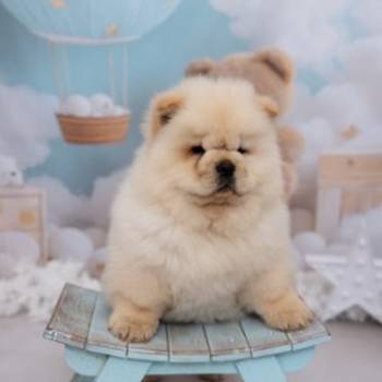 CHOW CHOW zensko stene