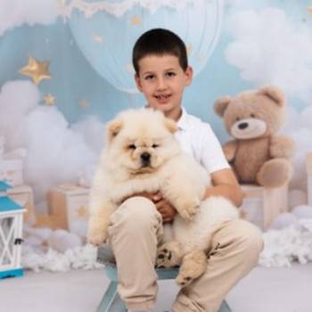 CHOW CHOW zensko stene