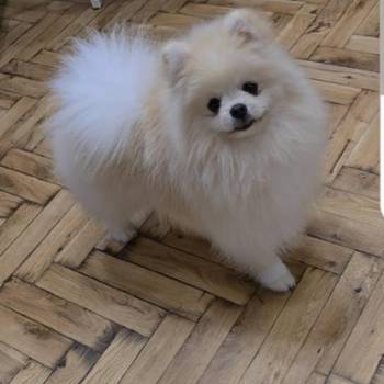Pomeranac, prelepi Boo štenci