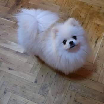 Pomeranac, prelepi Boo štenci