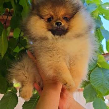 Pomeranac, prelepi Boo štenci