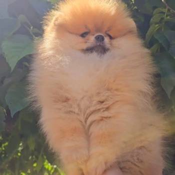 Pomeranac, prelepi Boo štenci