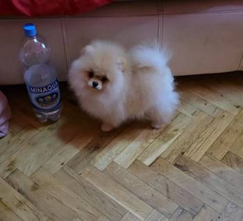 Pomeranac, prelepi Boo štenci