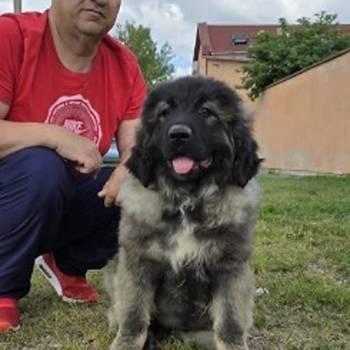 Kavkaski ovčar štenci