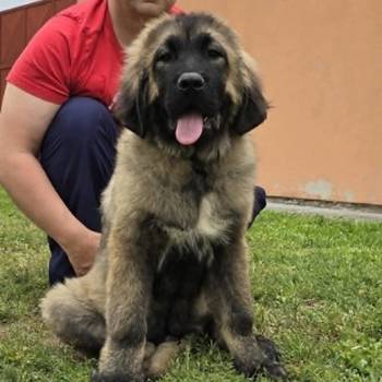 Kavkaski ovčar štenci