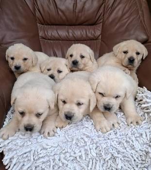 Labrador retriver štenci bele boje