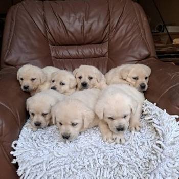 Labrador retriver štenci bele boje