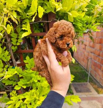 Teddy bear toy PUDLE