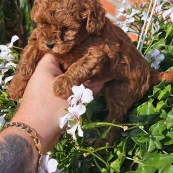 Teddy bear toy PUDLE