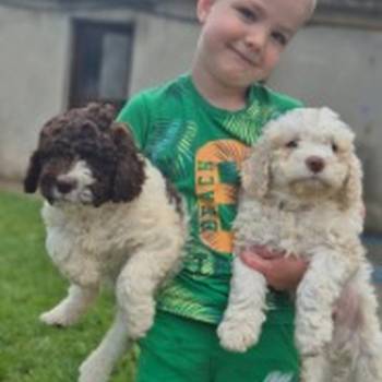 Stenci lagotto romagnolo