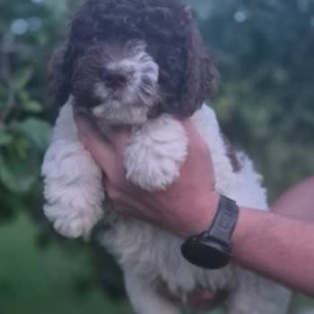 Stenci lagotto romagnolo