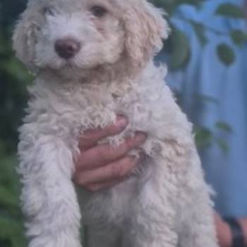 Stenci lagotto romagnolo