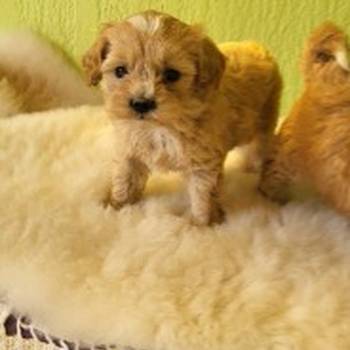 Mini Maltipoo štenci