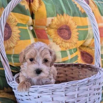 Dostupni za preuzimanje maltipoo