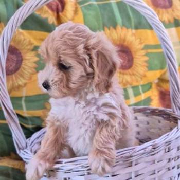Dostupni za preuzimanje maltipoo