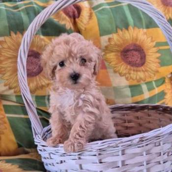 Dostupni za preuzimanje maltipoo