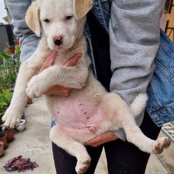 Mešanac labradora, žensko štene na poklon