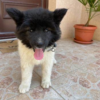 Američka Akita