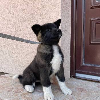 Američka Akita