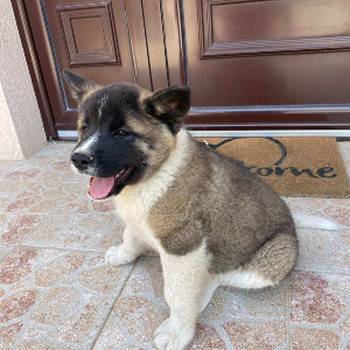 Američka Akita
