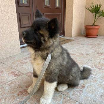 Američka Akita