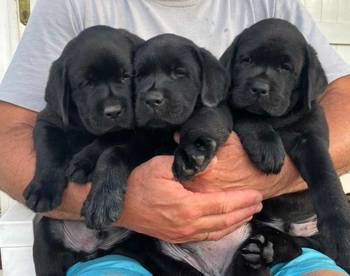 Na prodaju stenci Labrador retriver