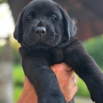 Na prodaju stenci Labrador retriver