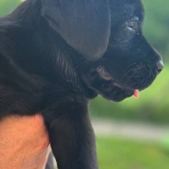 Na prodaju stenci Labrador retriver