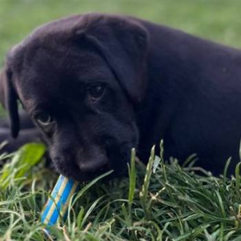 Na prodaju stenci Labrador retriver